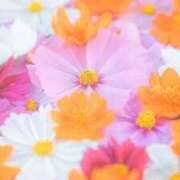 ヒメ日記 2025/11/13 20:45 投稿 心愛(ここあ) 高知デリヘル倶楽部 人妻熟女専門店