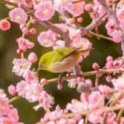 ヒメ日記 2026/02/17 10:31 投稿 心愛(ここあ) 高知デリヘル倶楽部 人妻熟女専門店