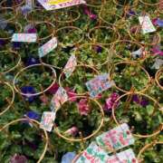 ヒメ日記 2025/07/08 08:16 投稿 三橋 熟女の風俗最終章　鶯谷店