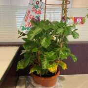 ヒメ日記 2025/07/09 10:56 投稿 三橋 熟女の風俗最終章　鶯谷店