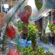 ヒメ日記 2025/07/14 08:16 投稿 三橋 熟女の風俗最終章　鶯谷店