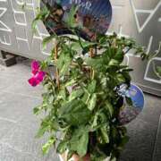 ヒメ日記 2025/07/20 14:12 投稿 三橋 熟女の風俗最終章　鶯谷店