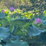 ヒメ日記 2025/07/23 10:15 投稿 三橋 熟女の風俗最終章　鶯谷店