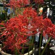 ヒメ日記 2025/09/29 12:07 投稿 三橋 熟女の風俗最終章　鶯谷店