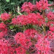 ヒメ日記 2025/09/29 12:56 投稿 三橋 熟女の風俗最終章　鶯谷店