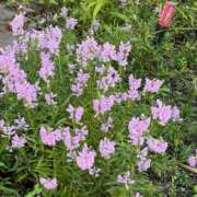 ヒメ日記 2025/10/27 11:16 投稿 三橋 熟女の風俗最終章　鶯谷店