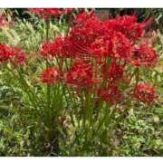 ヒメ日記 2026/03/17 09:06 投稿 三橋 熟女の風俗最終章　鶯谷店