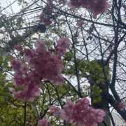 ヒメ日記 2026/03/18 07:46 投稿 三橋 熟女の風俗最終章　鶯谷店