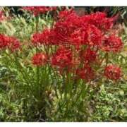 ヒメ日記 2026/03/20 10:16 投稿 三橋 熟女の風俗最終章　鶯谷店