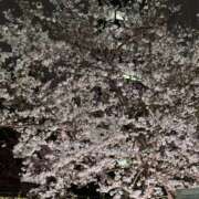 ヒメ日記 2025/04/11 19:29 投稿 米倉 品川しろうさぎ