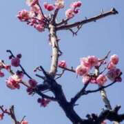 ヒメ日記 2025/03/10 12:45 投稿 ひらり 人妻本舗愛のしずく名古屋店