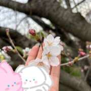 ヒメ日記 2025/04/03 00:07 投稿 ひらり 人妻本舗愛のしずく名古屋店