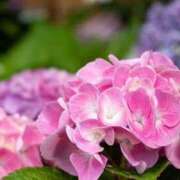 ヒメ日記 2025/05/08 13:00 投稿 ひらり 人妻本舗愛のしずく名古屋店