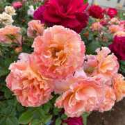 ヒメ日記 2025/05/17 17:54 投稿 ひらり 人妻本舗愛のしずく名古屋店