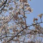 ヒメ日記 2026/03/29 13:31 投稿 ひらり 人妻本舗愛のしずく名古屋店