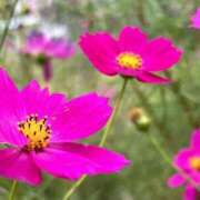 ヒメ日記 2025/03/21 07:30 投稿 らん タレントCLUB