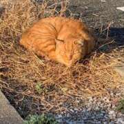 ヒメ日記 2025/03/28 08:20 投稿 らん タレントCLUB