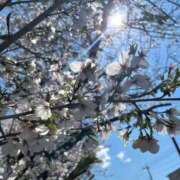 ヒメ日記 2025/04/04 17:35 投稿 らん タレントCLUB