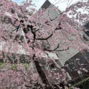 ヒメ日記 2025/04/12 06:42 投稿 らん タレントCLUB