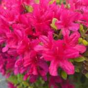 ヒメ日記 2025/04/16 13:10 投稿 らん タレントCLUB