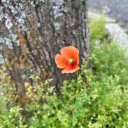 ヒメ日記 2025/04/20 10:06 投稿 らん タレントCLUB