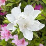 ヒメ日記 2025/04/22 23:40 投稿 らん タレントCLUB