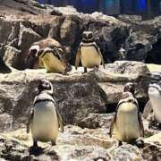 ヒメ日記 2025/08/07 20:36 投稿 らん タレントCLUB