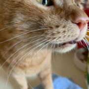 ヒメ日記 2026/01/15 05:49 投稿 らん タレントCLUB