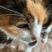 らん [お題]from:猫飼いたいさん タレントCLUB