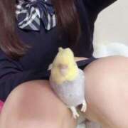 ヒメ日記 2026/03/31 18:48 投稿 ハチ Cawaiiハイ！スクールリターンズ