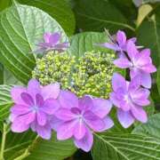 ヒメ日記 2025/06/02 15:51 投稿 原田麗子 五十路マダム 沼津店(カサブランカグループ)