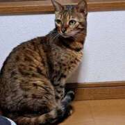 かなた (=^ェ^=) 熟女の風俗最終章 本厚木店