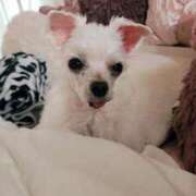 ヒメ日記 2025/09/11 11:35 投稿 はんな 山口周南ちゃんこ