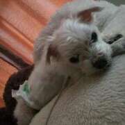 ヒメ日記 2025/09/25 10:08 投稿 はんな 山口周南ちゃんこ