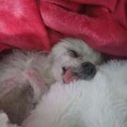 ヒメ日記 2025/12/12 23:26 投稿 はんな 山口周南ちゃんこ