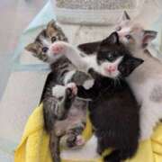 ヒメ日記 2025/06/08 21:17 投稿 こゆき 素人巨乳ちゃんこ「東千葉店」