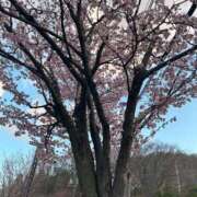 ヒメ日記 2025/04/30 15:23 投稿 NANAKA（ななか） UTAKATA