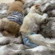 ヒメ日記 2025/03/13 08:01 投稿 メロンHIBIKIー響ー GOOD-グッド-