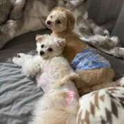 ヒメ日記 2025/04/01 09:01 投稿 メロンHIBIKIー響ー GOOD-グッド-