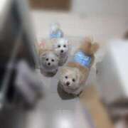 ヒメ日記 2025/04/04 09:01 投稿 メロンHIBIKIー響ー GOOD-グッド-