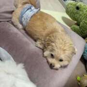 ヒメ日記 2025/04/12 10:26 投稿 メロンHIBIKIー響ー GOOD-グッド-