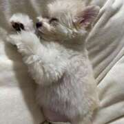 ヒメ日記 2025/04/17 12:05 投稿 メロンHIBIKIー響ー GOOD-グッド-