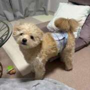 ヒメ日記 2025/04/19 13:51 投稿 メロンHIBIKIー響ー GOOD-グッド-