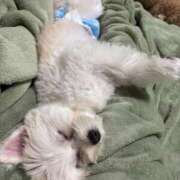 ヒメ日記 2025/04/22 12:23 投稿 メロンHIBIKIー響ー GOOD-グッド-