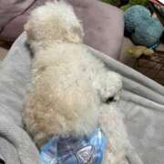 ヒメ日記 2025/05/02 13:08 投稿 メロンHIBIKIー響ー GOOD-グッド-