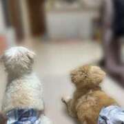 ヒメ日記 2025/05/19 11:55 投稿 メロンHIBIKIー響ー GOOD-グッド-