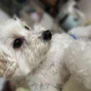 ヒメ日記 2025/05/20 21:38 投稿 メロンHIBIKIー響ー GOOD-グッド-