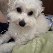 ヒメ日記 2025/07/15 16:46 投稿 メロンHIBIKIー響ー GOOD-グッド-