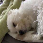 ヒメ日記 2025/08/05 02:34 投稿 メロンHIBIKIー響ー GOOD-グッド-