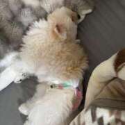 ヒメ日記 2025/08/07 03:00 投稿 メロンHIBIKIー響ー GOOD-グッド-